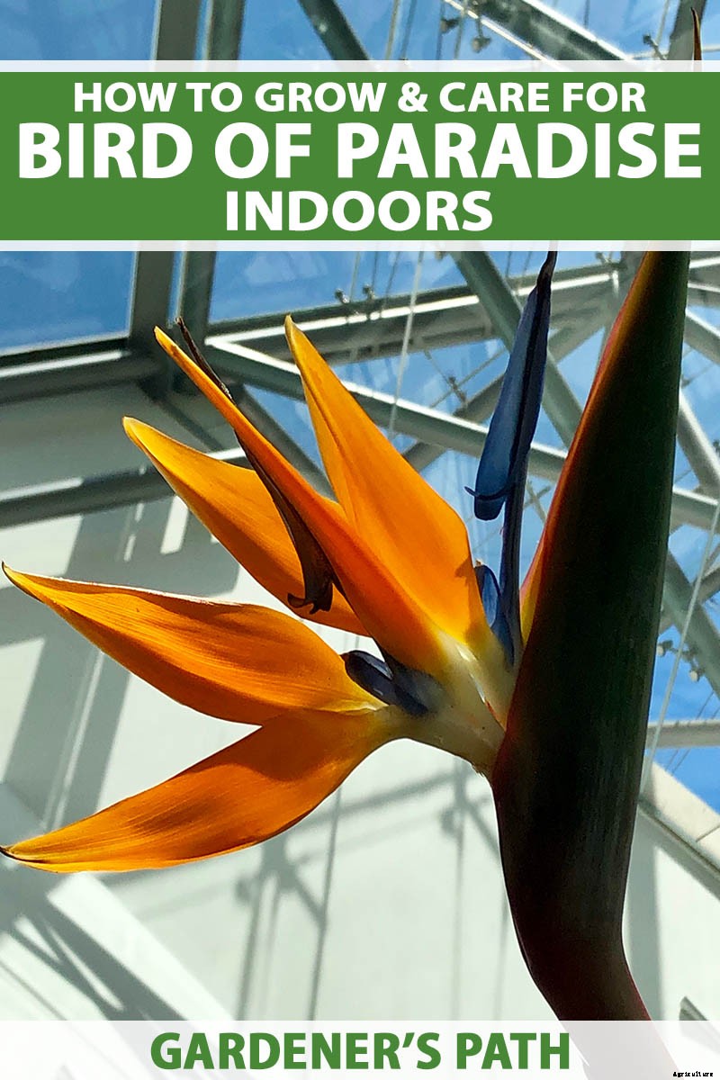 How to Grow Bird of Paradise Indoors