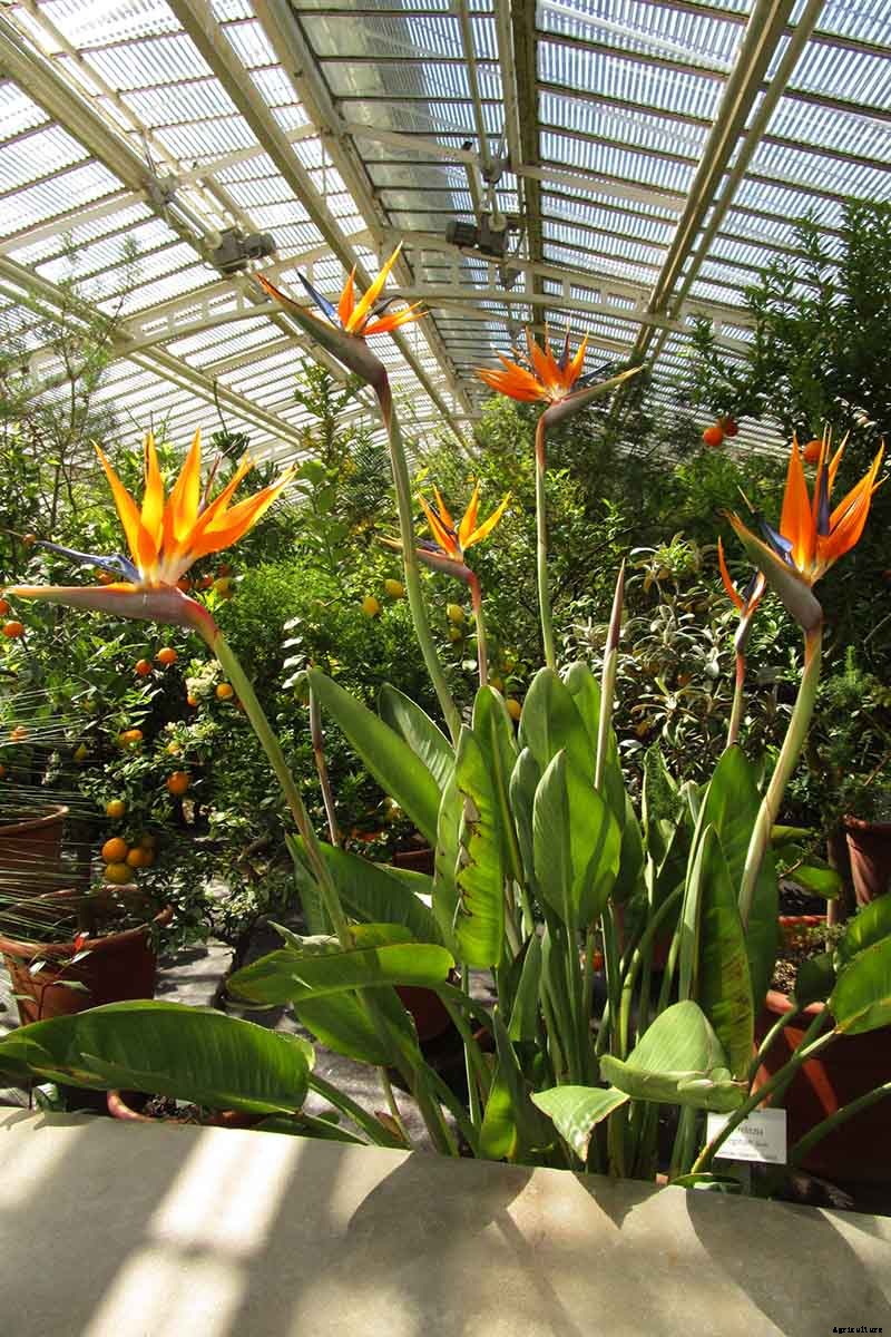 How to Grow Bird of Paradise Indoors