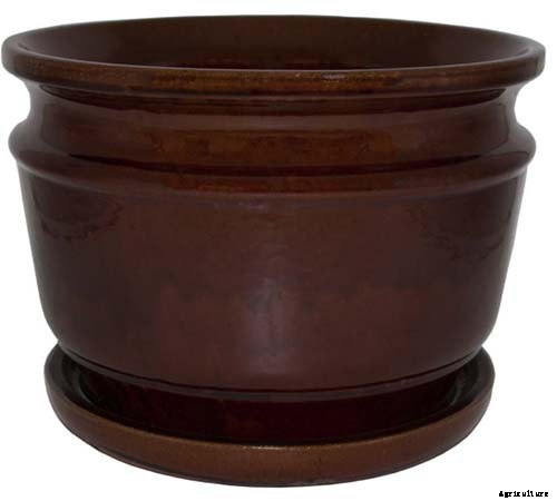 How to Grow Bird of Paradise Indoors