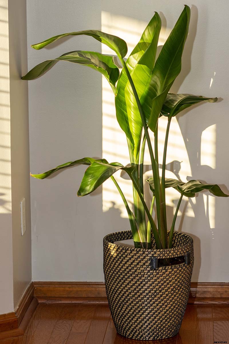 How to Grow Bird of Paradise Indoors