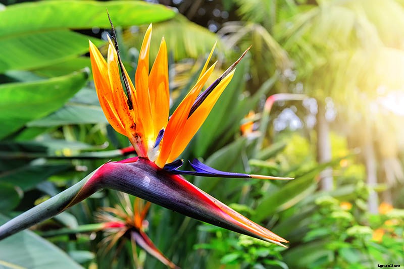 How to Grow Bird of Paradise Indoors
