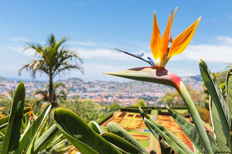 How to Grow Bird of Paradise Indoors
