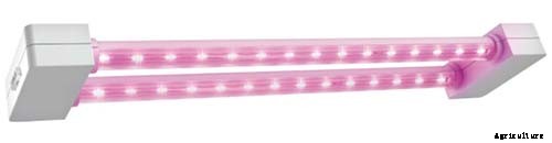 How to Grow Bird of Paradise Indoors