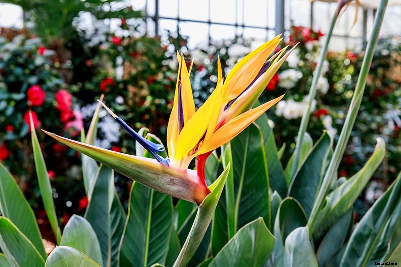 How to Grow Bird of Paradise Indoors