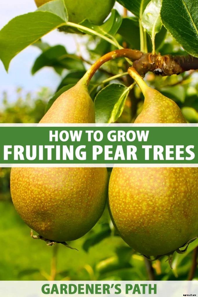 How to Grow Fruiting Pear Trees