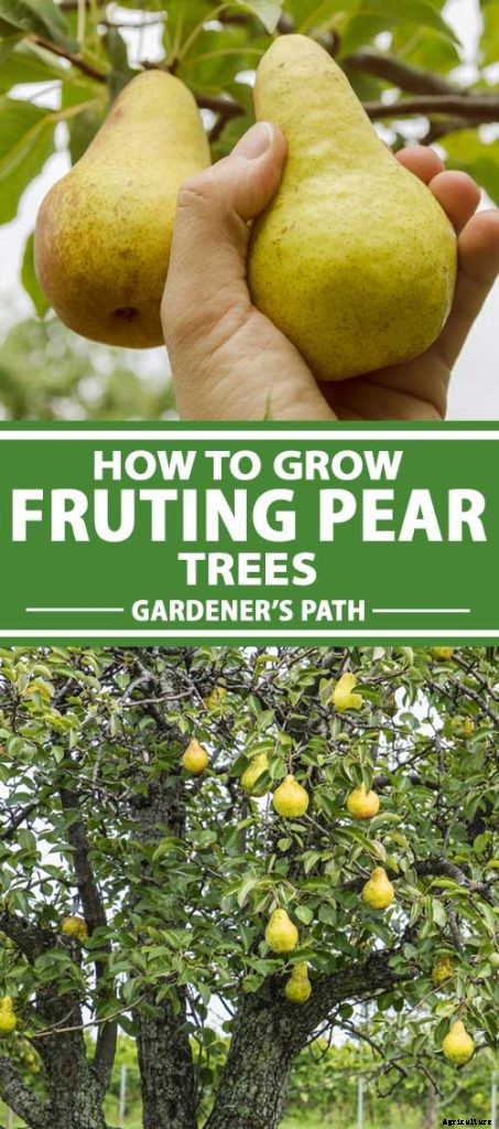 How to Grow Fruiting Pear Trees