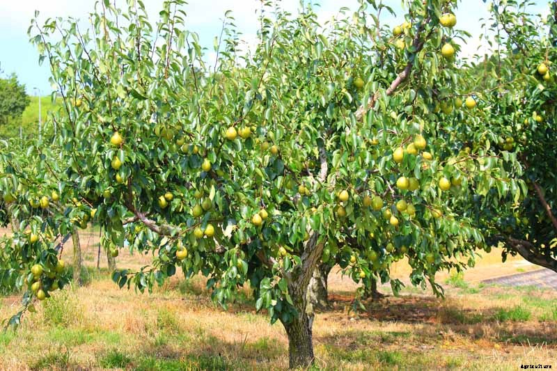 How to Grow Fruiting Pear Trees