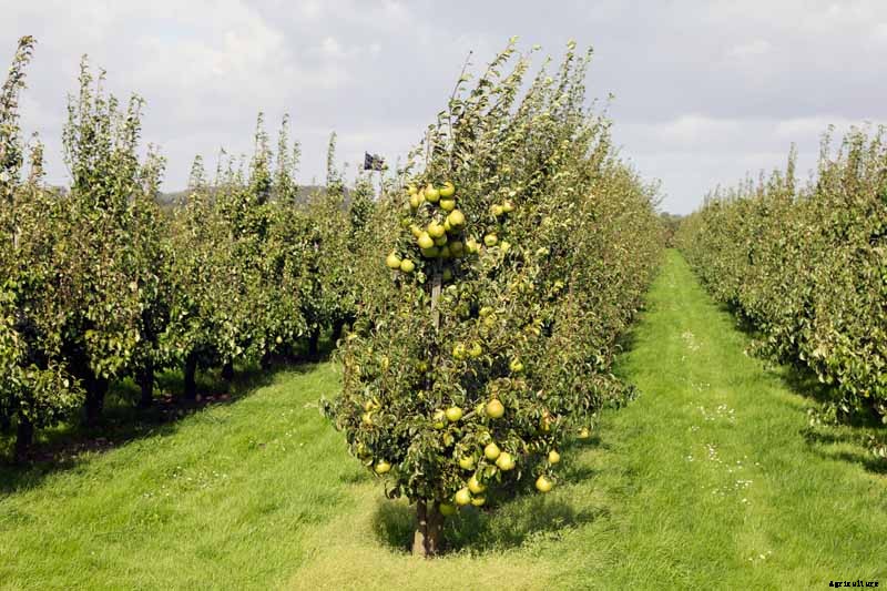 How to Grow Fruiting Pear Trees