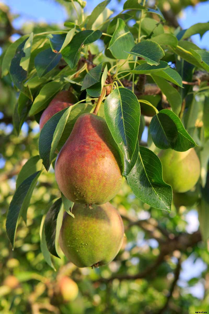 How to Grow Fruiting Pear Trees