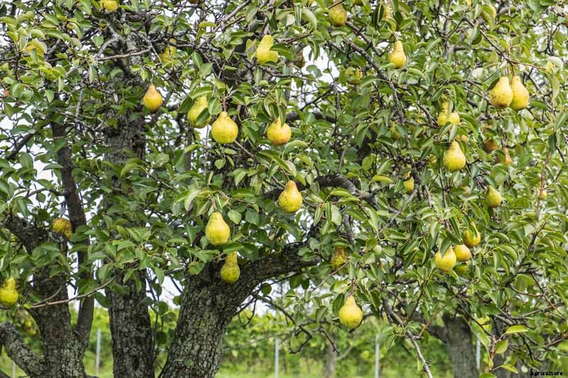 How to Grow Fruiting Pear Trees