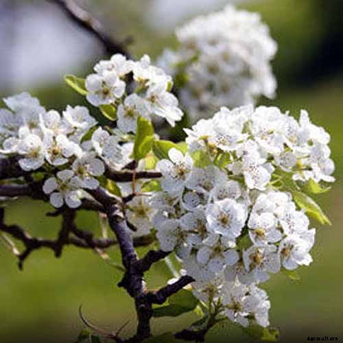 How to Grow Fruiting Pear Trees