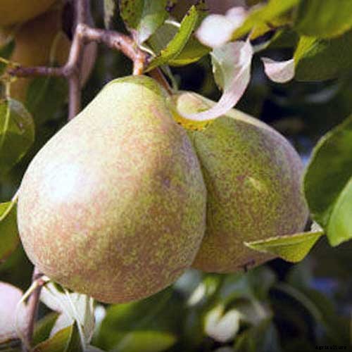 How to Grow Fruiting Pear Trees