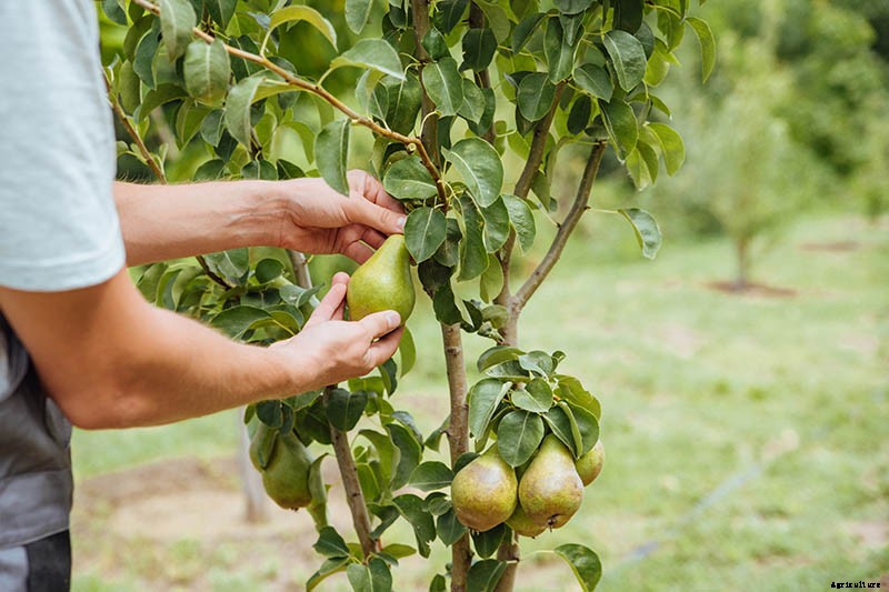 How to Grow Fruiting Pear Trees