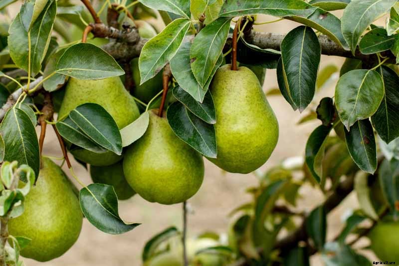 How to Grow Fruiting Pear Trees