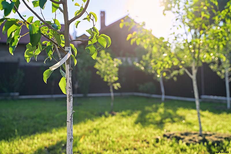 How to Grow Fruiting Pear Trees