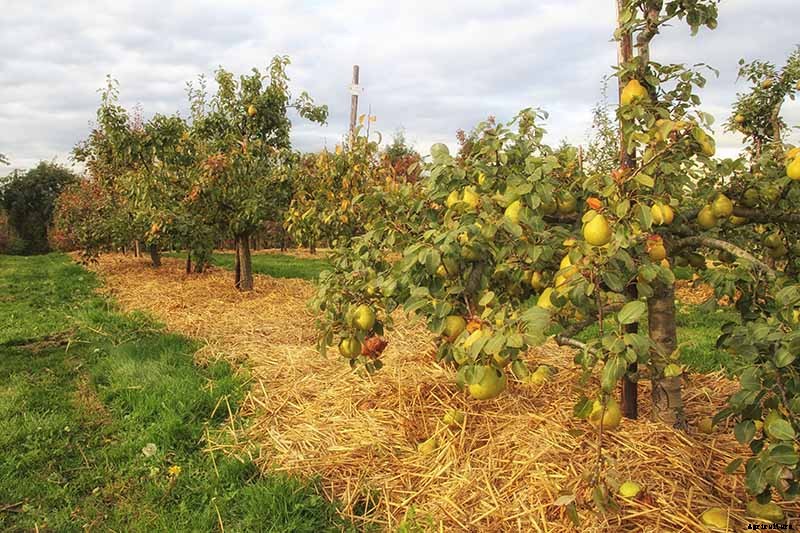 How to Grow Fruiting Pear Trees