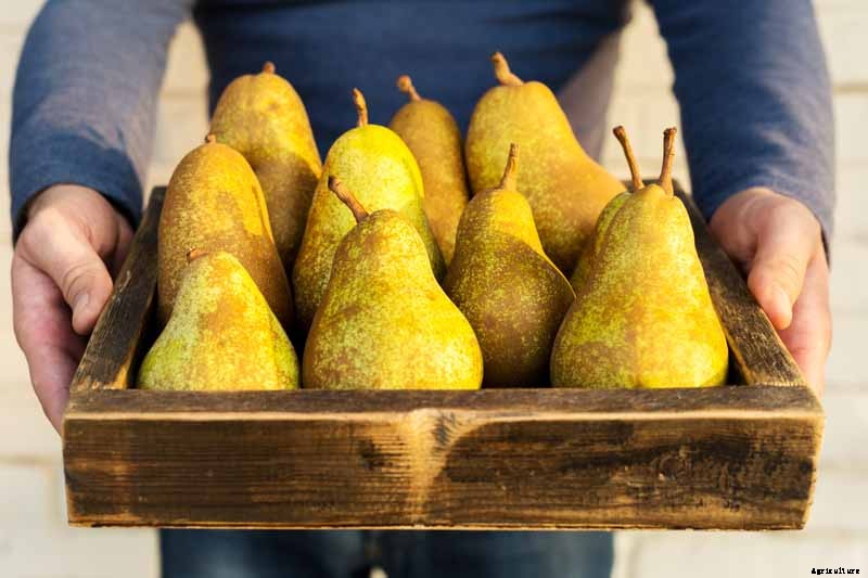 How to Grow Fruiting Pear Trees