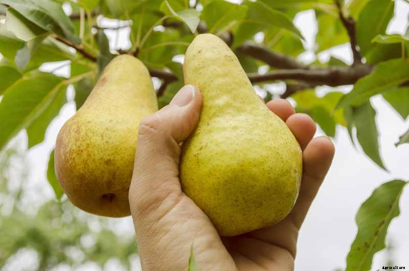 How to Grow Fruiting Pear Trees