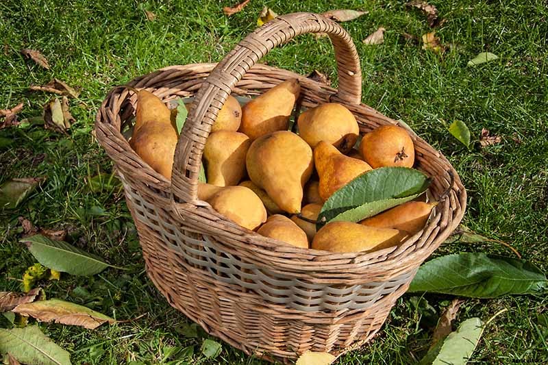 How to Grow Fruiting Pear Trees