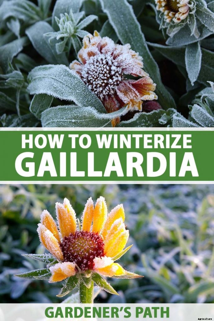 Putting a Blanket on Blanket Flowers: Gaillardia Winter Care Guide