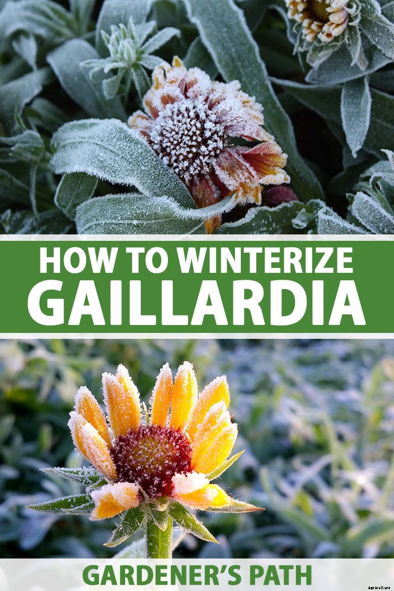 Putting a Blanket on Blanket Flowers: Gaillardia Winter Care Guide