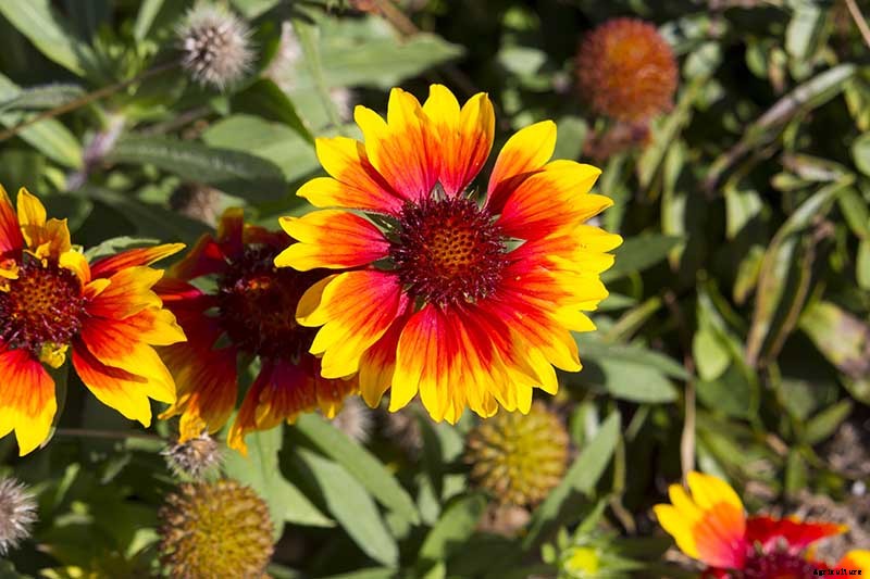 Putting a Blanket on Blanket Flowers: Gaillardia Winter Care Guide