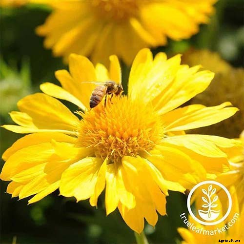 Putting a Blanket on Blanket Flowers: Gaillardia Winter Care Guide