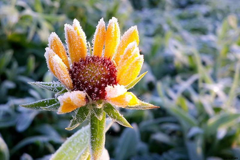 Putting a Blanket on Blanket Flowers: Gaillardia Winter Care Guide