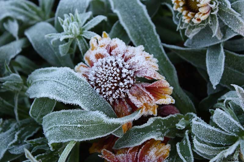 Putting a Blanket on Blanket Flowers: Gaillardia Winter Care Guide