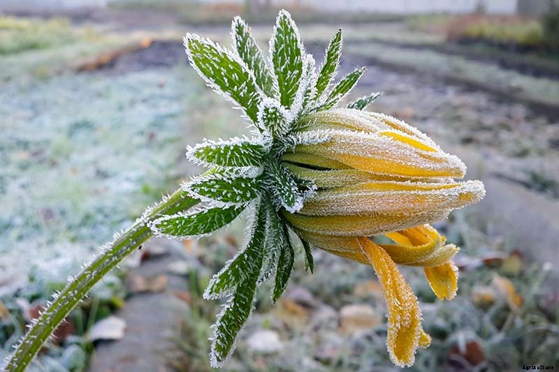 Putting a Blanket on Blanket Flowers: Gaillardia Winter Care Guide