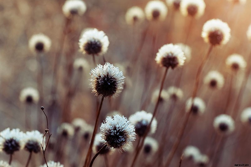 Putting a Blanket on Blanket Flowers: Gaillardia Winter Care Guide