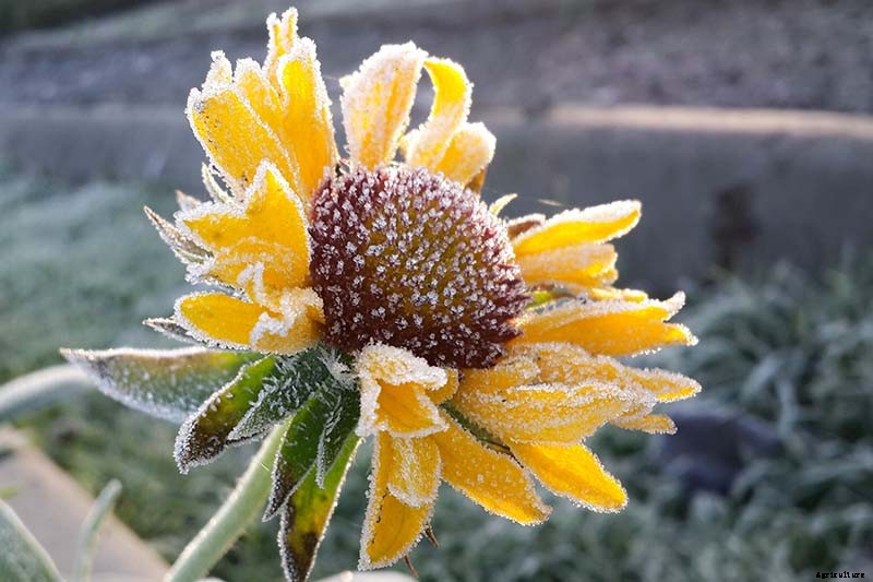 Putting a Blanket on Blanket Flowers: Gaillardia Winter Care Guide