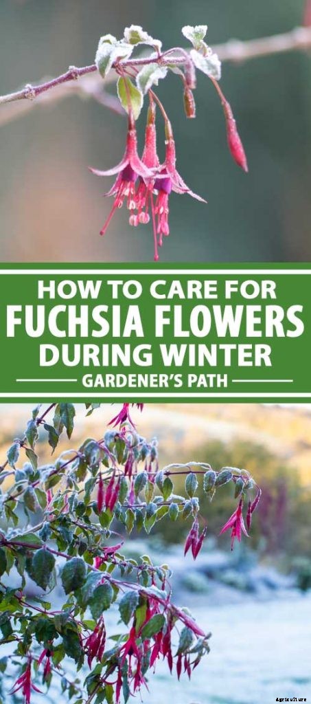 How to Prepare Your Fuchsia Plants for Winter