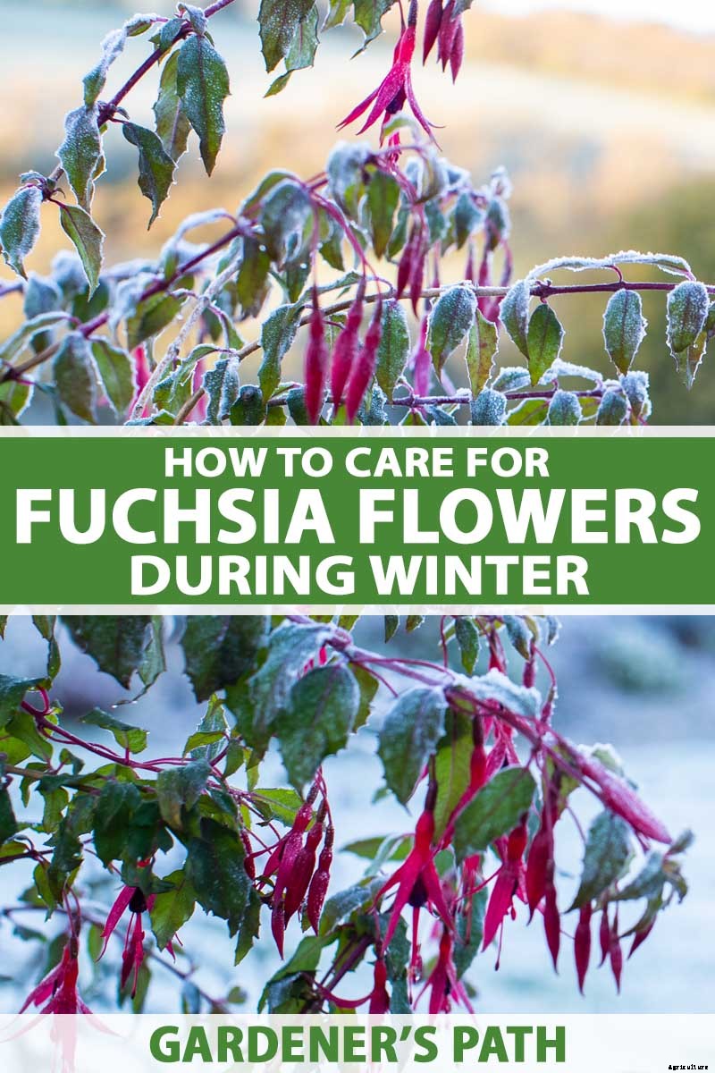 How to Prepare Your Fuchsia Plants for Winter