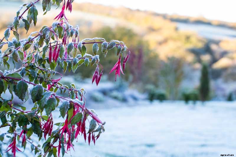How to Prepare Your Fuchsia Plants for Winter