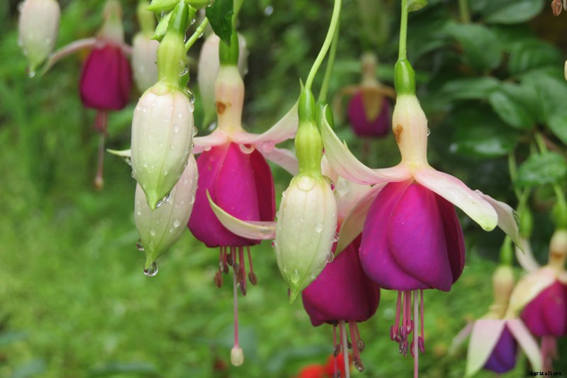 How to Prepare Your Fuchsia Plants for Winter