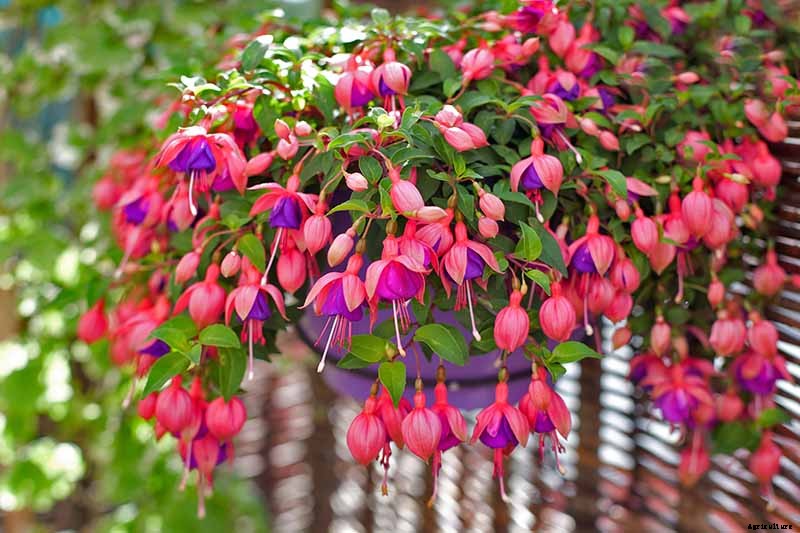 How to Prepare Your Fuchsia Plants for Winter