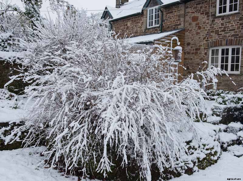 How to Prepare Your Fuchsia Plants for Winter