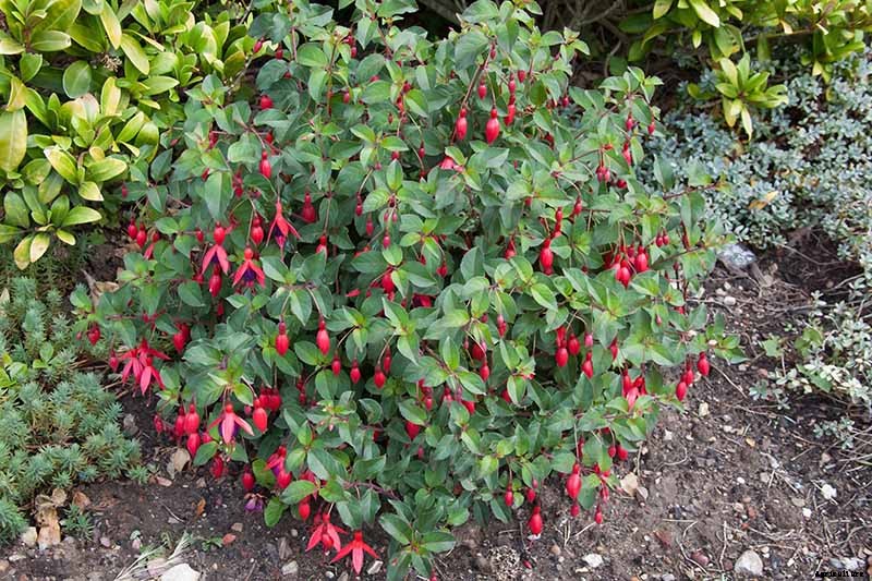 How to Prepare Your Fuchsia Plants for Winter