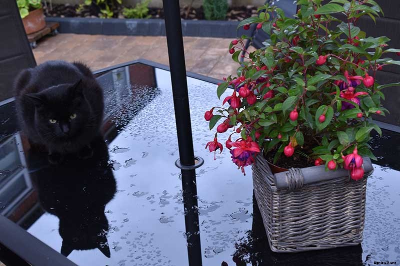 How to Prepare Your Fuchsia Plants for Winter