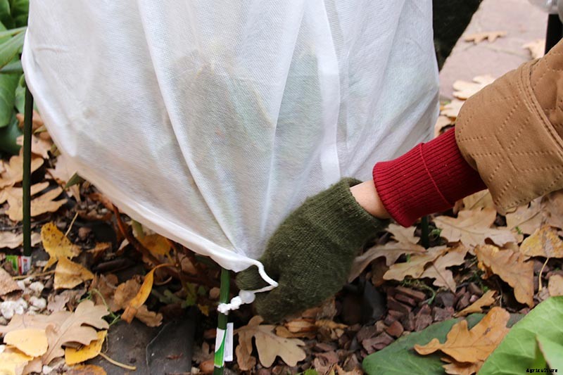 How to Prepare Your Fuchsia Plants for Winter