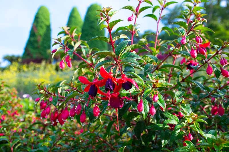 How to Prepare Your Fuchsia Plants for Winter