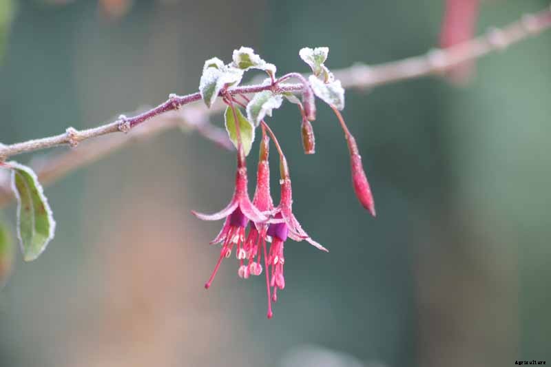 How to Prepare Your Fuchsia Plants for Winter