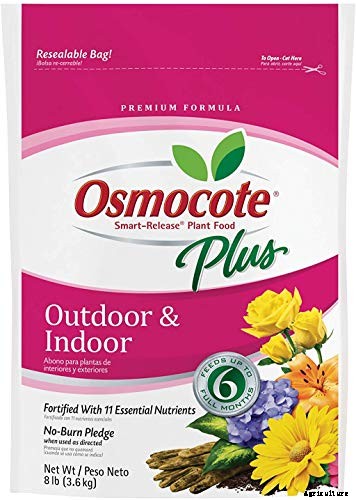 How to Prepare Your Fuchsia Plants for Winter