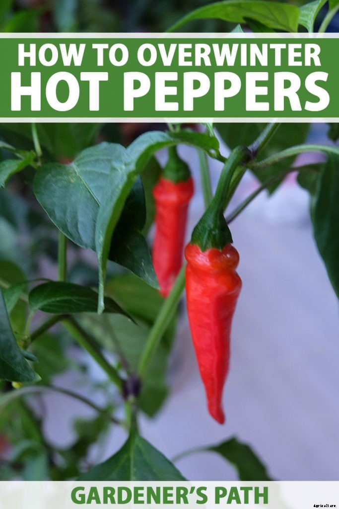 How to Overwinter Hot Pepper Plants