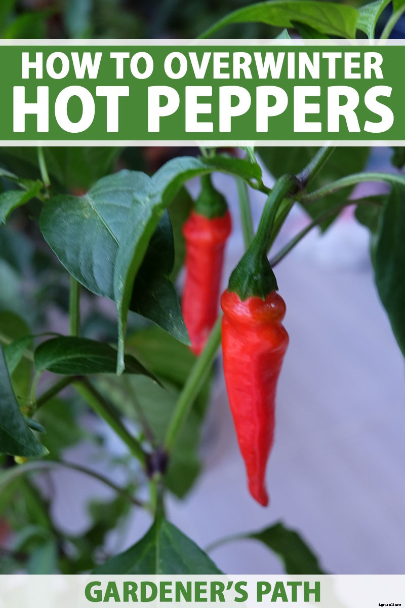 How to Overwinter Hot Pepper Plants