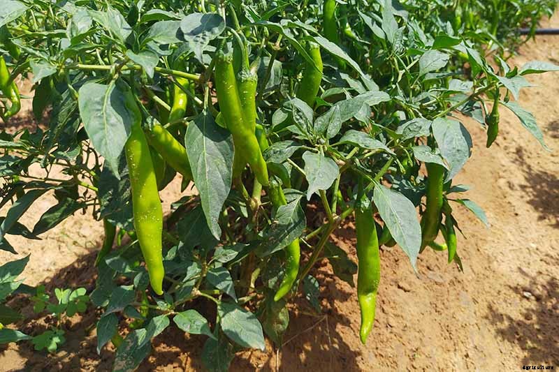 How to Overwinter Hot Pepper Plants