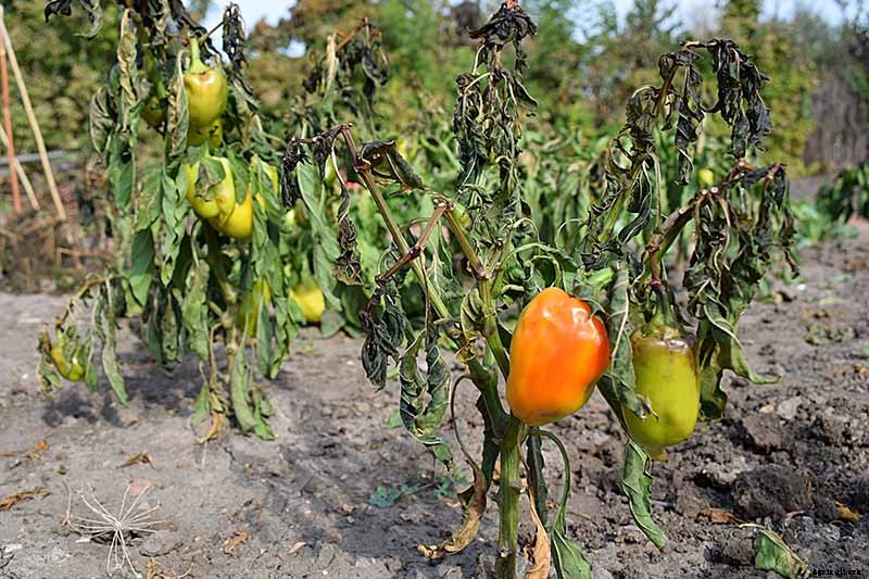How to Overwinter Hot Pepper Plants