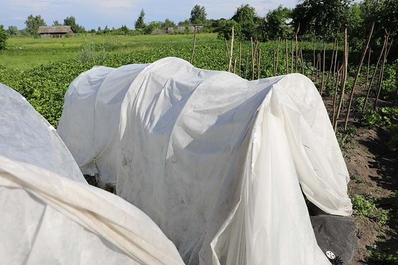 How to Overwinter Hot Pepper Plants