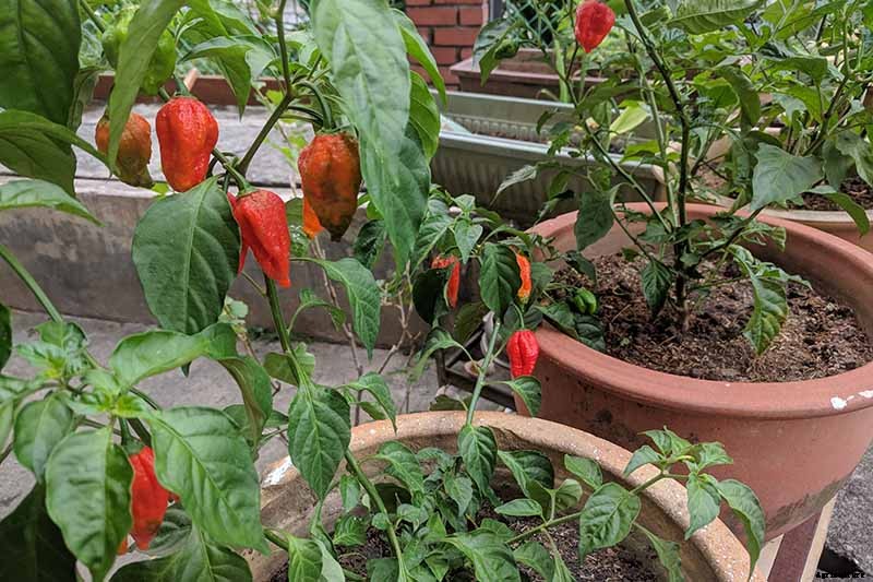 How to Overwinter Hot Pepper Plants